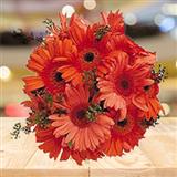 12 Gerberas Bunch