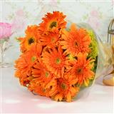 12 Orange Gerbera Bunch