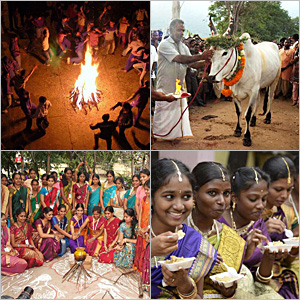 When is Pongal 2016 : The Harvest Festival of Tamil Diaspora : When is ...